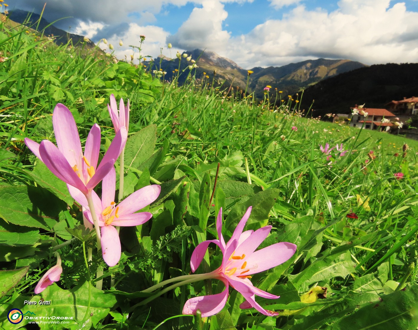 66 Colchicum autumnale (Colchico d'autunno) con vista in Arera e Grem.JPG